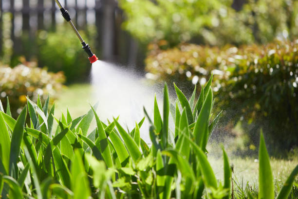 24/7 Emergency Termite Control experts in Yerington, NV